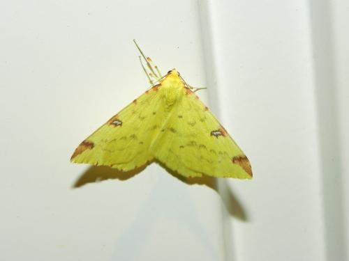 Réf. 148 356 : Opisthograptis luteolata