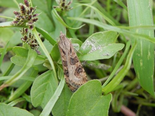 Nomophila noctuella