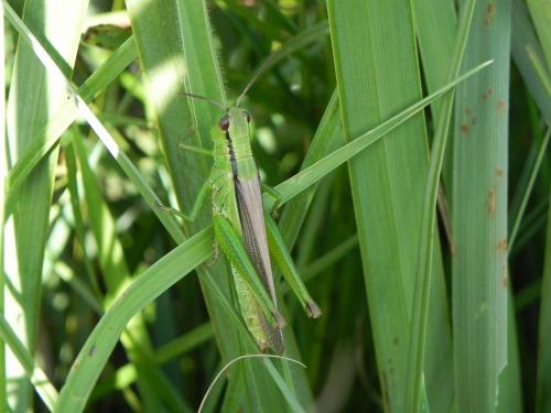 Réf. 148 942 : Mecostethus parapleurus parapleurus