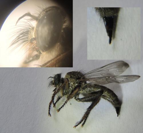 Réf. 148 175 : Machimus sp.