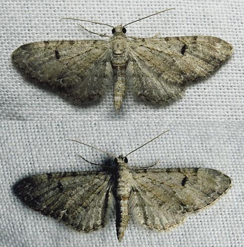 Eupithecia sp.