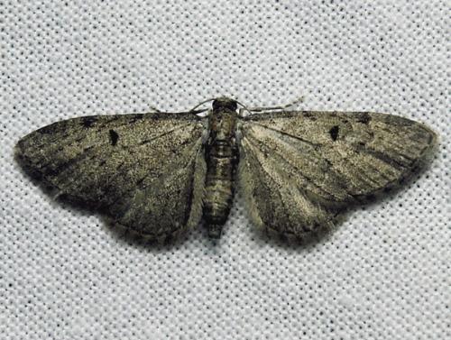 Réf. 148 078 : Eupithecia virgaureata