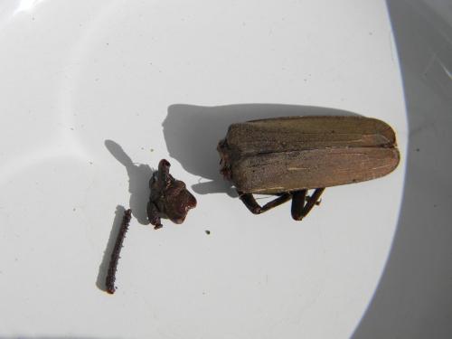 Aegosoma scabricorne
