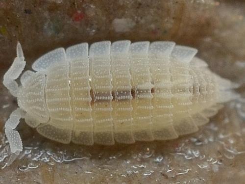 Platyarthrus schoebli
