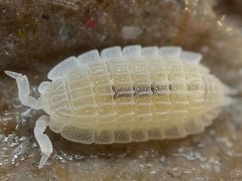 Platyarthrus schoebli