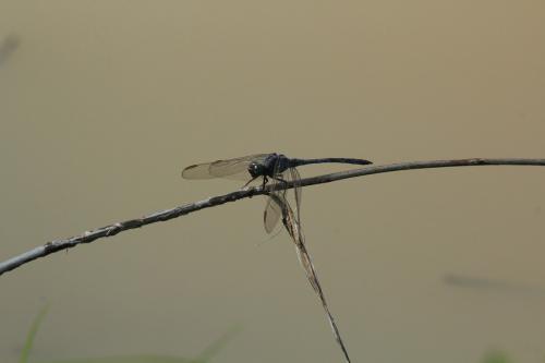 Orthetrum angustiventre