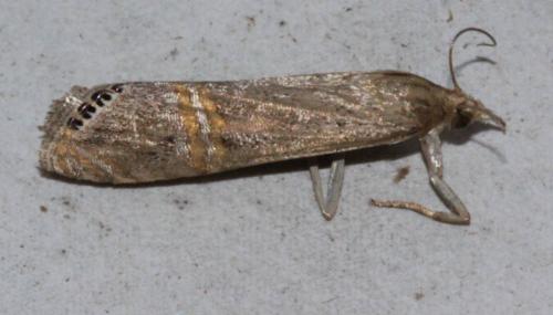Réf. 148 967 : Euchromius ocellea