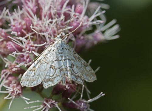 Réf. 148 009 : Elophila nymphaeata