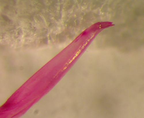 Réf. 148 446 : Oniscus asellus