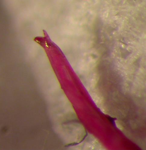 Réf. 148 449 : Oniscus asellus