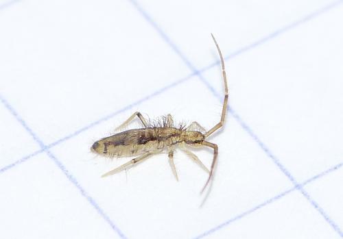 Entomobrya muscorum