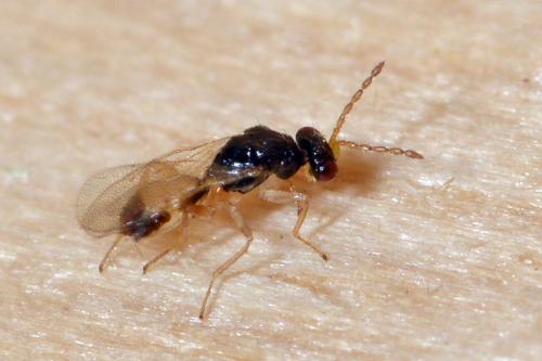 Euplectrus sp.