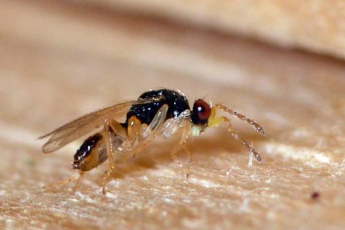 Euplectrus sp.