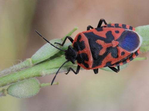 Eurydema ventralis