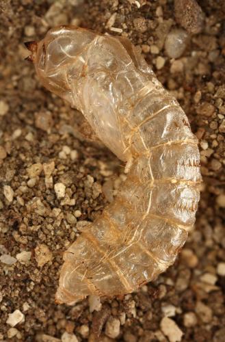Réf. 148 860 : Micomitra sp.