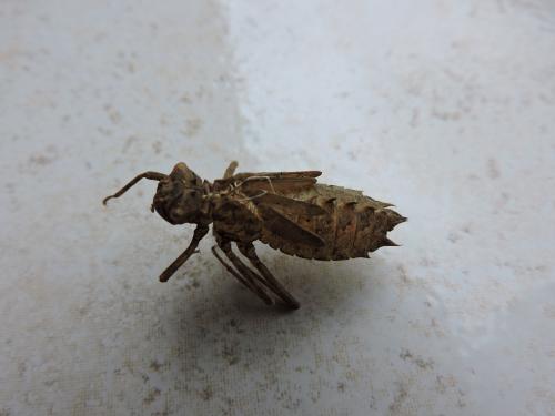 Réf. 148 328 : Epitheca bimaculata