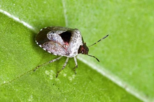 Réf. 148 067 : Stagonomus venustissimus