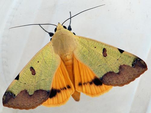 Réf. 148 080 : Ophiusa tirhaca