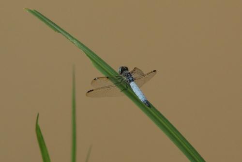 Palpopleura deceptor
