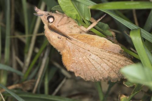 Gastropacha quercifolia