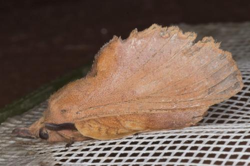 Gastropacha quercifolia