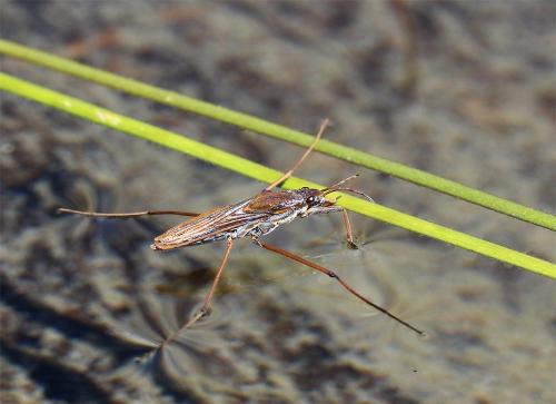 Gerris costae