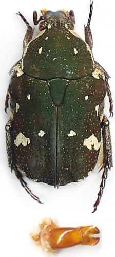 Réf. 148 850 : Glycyphana stolata