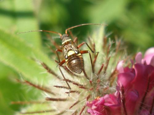 Réf. 148 251 : Hadrodemus m-flavum