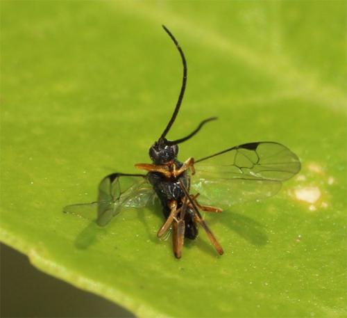 Réf. 148 292 : Microgastrinae inconnu