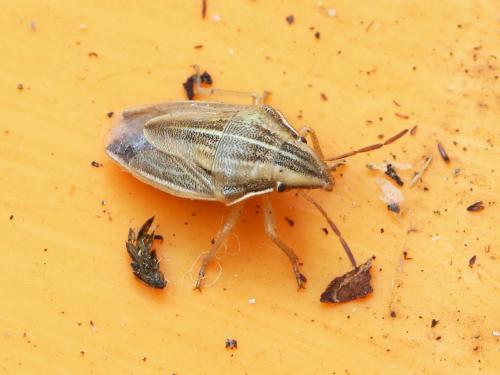 Réf. 148 423 : Aelia acuminata