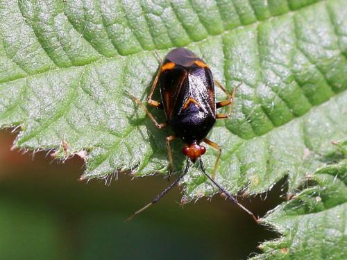 Réf. 148 863 : Deraeocoris ruber