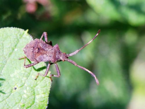 Coreus marginatus