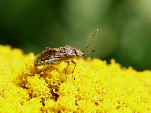 Stictopleurus punctatonervosus