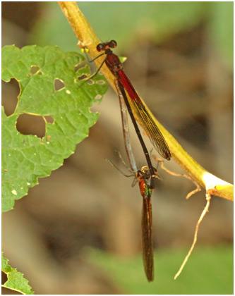 Hetaerina hebe