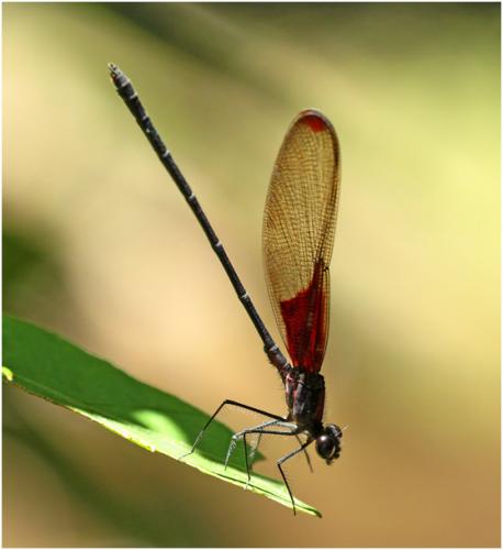 Hetaerina hebe