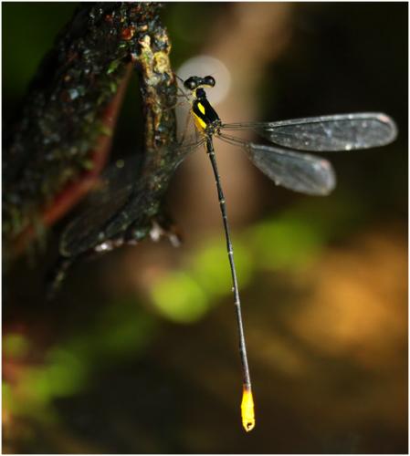 Réf. 148 997 : Heteragrion muryense