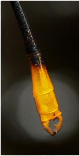 Heteragrion muryense