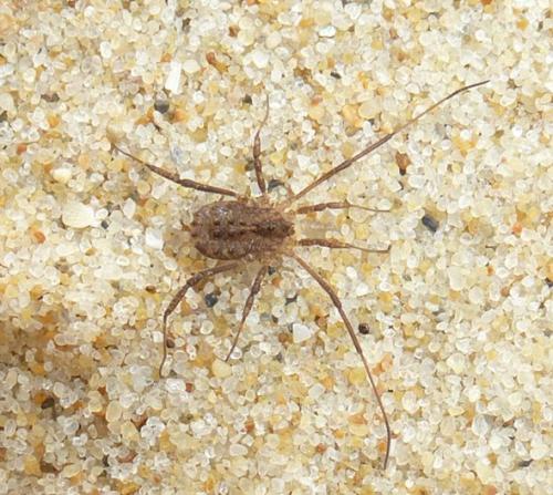 Homalenotus coriaceus