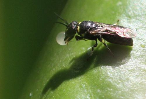 Hylaeus sp.