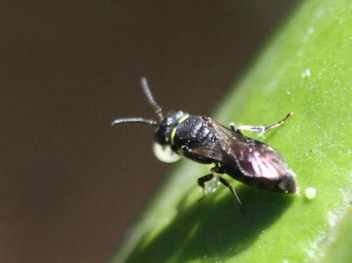 Hylaeus sp.