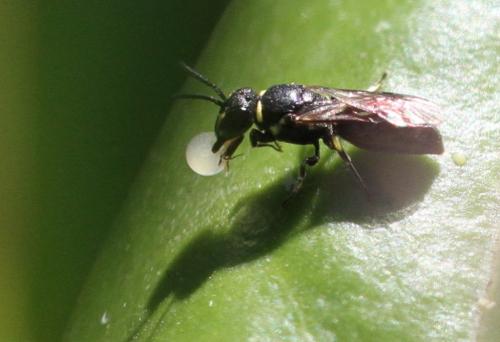 Hylaeus sp.
