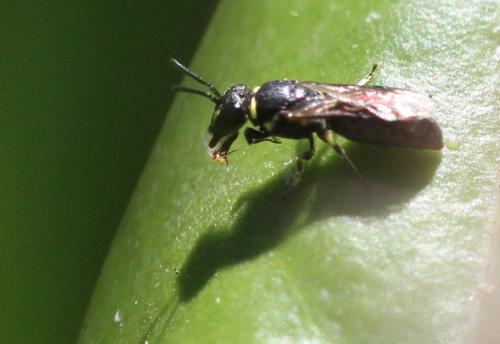 Hylaeus sp.