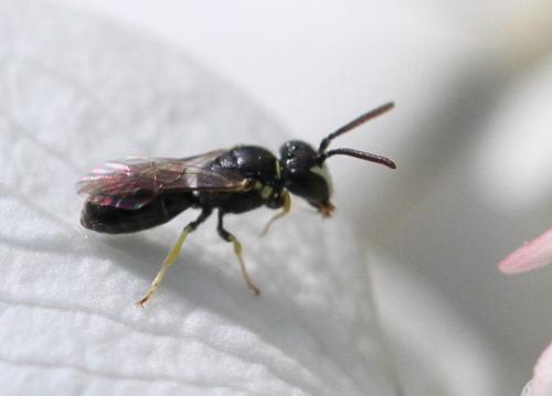 Hylaeus sp.