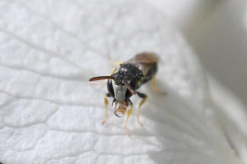 Hylaeus sp.