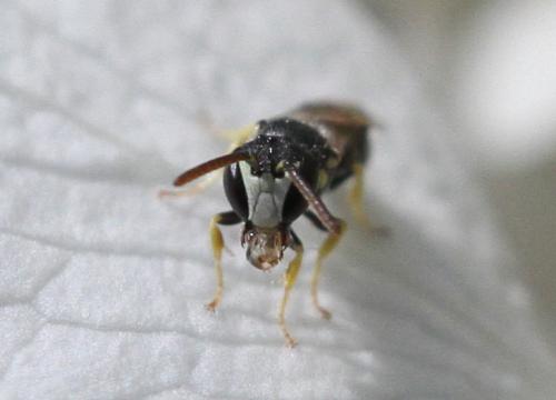 Hylaeus sp.