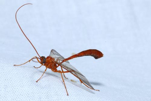 Réf. 148 594 : Enicospilus inflexus