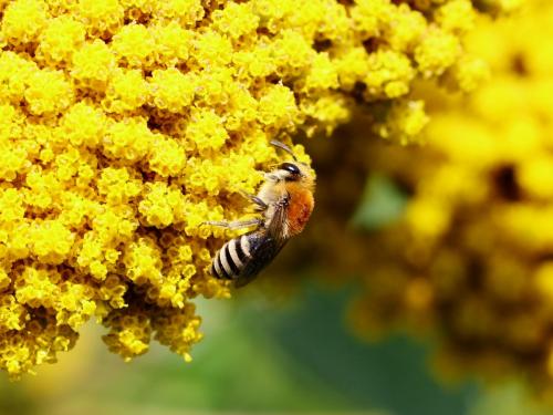 Réf. 148 470 : Colletes (fodiens-similis)