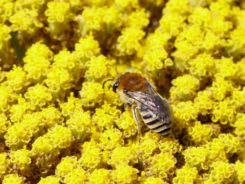 Réf. 148 471 : Colletes (fodiens-similis)