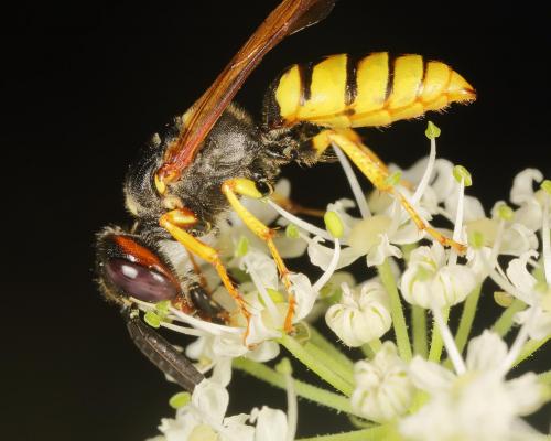 Réf. 148 260 : Philanthus triangulum