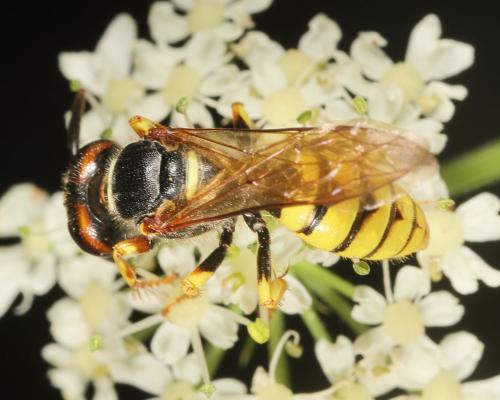 Philanthus triangulum